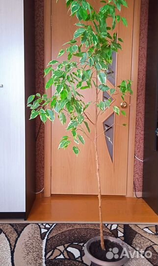 Комнатные растения