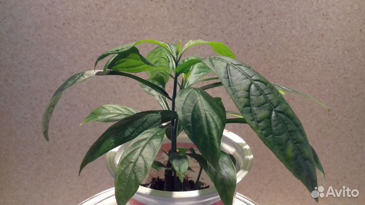 Пахистахис