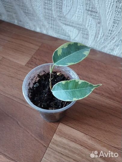 Фикус Бенджамина