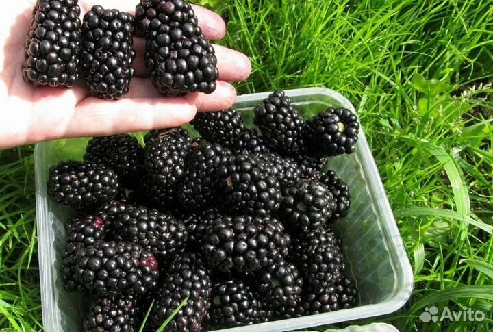 Саженцы Шелковицы Чёрная Жемчужина доставка