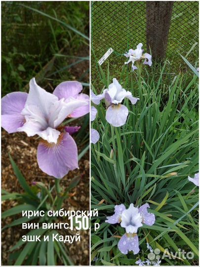 Гортензии метел и древ