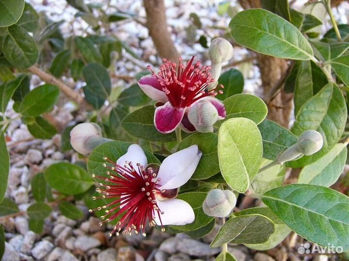 Фейхоа и мушмула