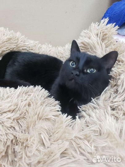 Кошечка Люська