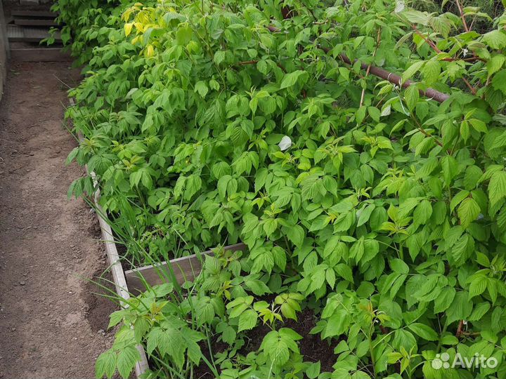 Саженцы малины Полька (10 кустов)