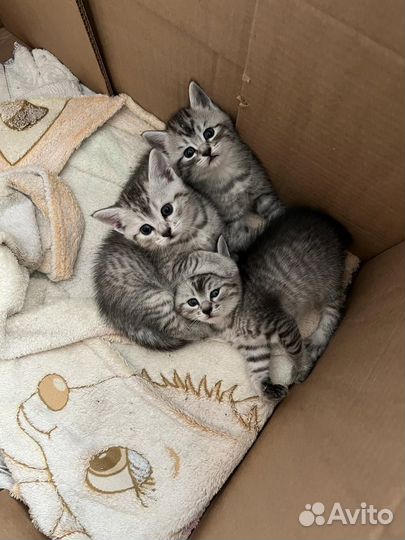 Котята в добрые руки