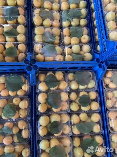 Абрикос сладкий