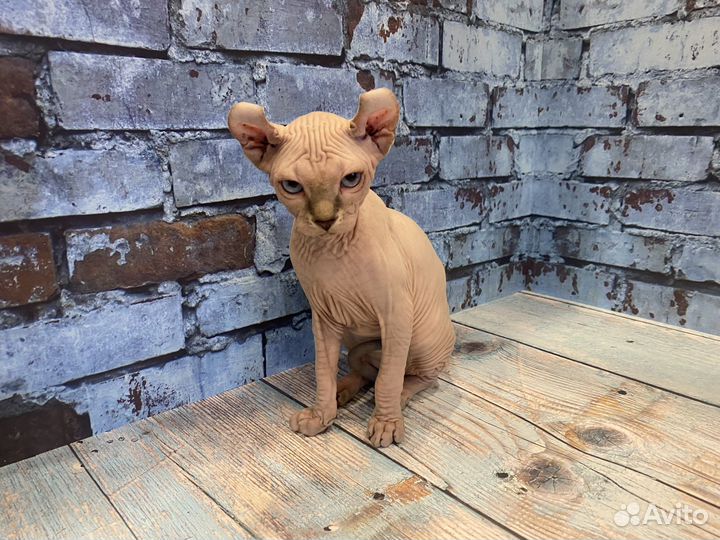 Котята эльфы