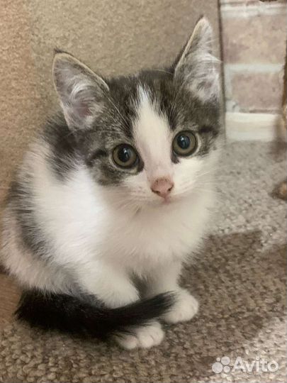 Отдам в добрые руки котят