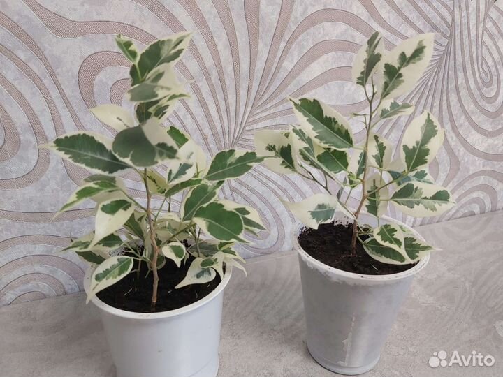 Фикус бенджамина старлайт