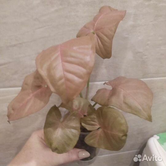 Сингониумы сортовые