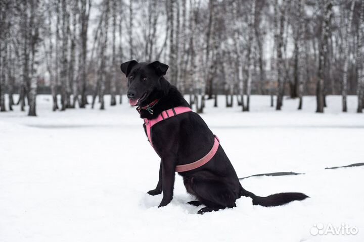 Собака Вуди в поисках дома