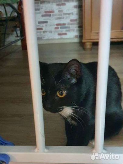 Кошка в добрые руки