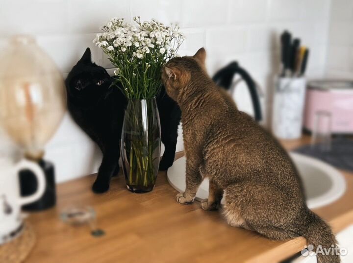 Передержка кошек