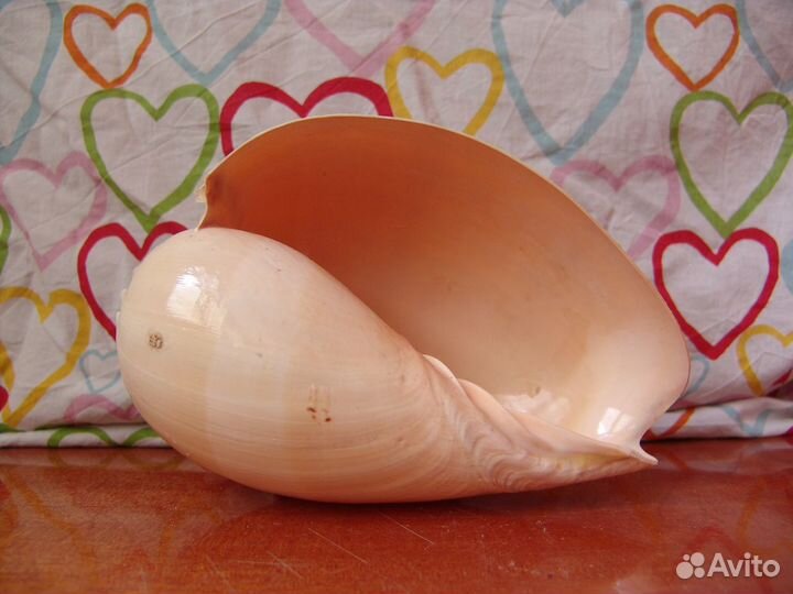 Ракушка декоративная, торг