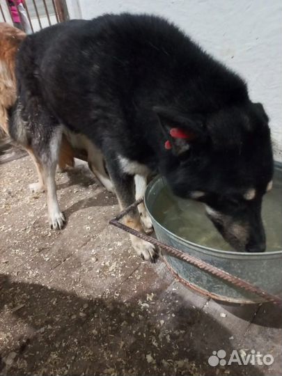 Очень добрая и ласковая собака