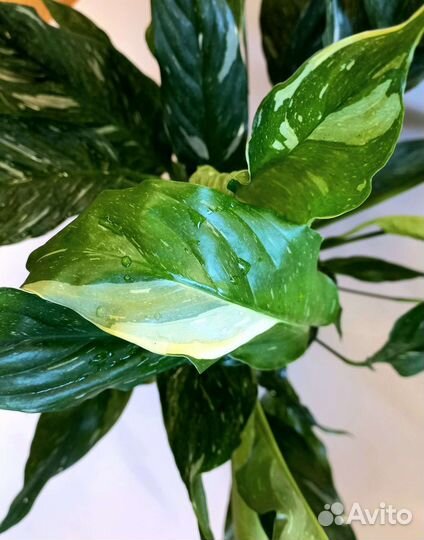 Спатифиллум вариегатный