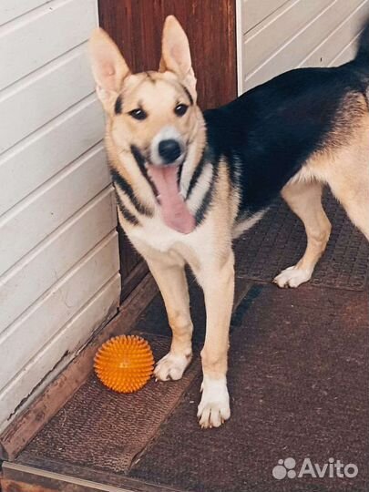 Восточноевропейская овчарка