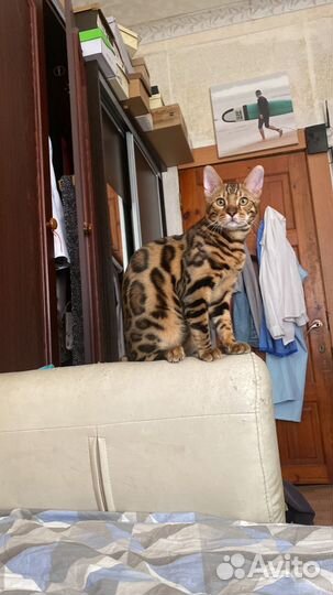 Бенгальский кот вязка