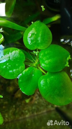 Аквариумные растения Лимнобиум побегоносный