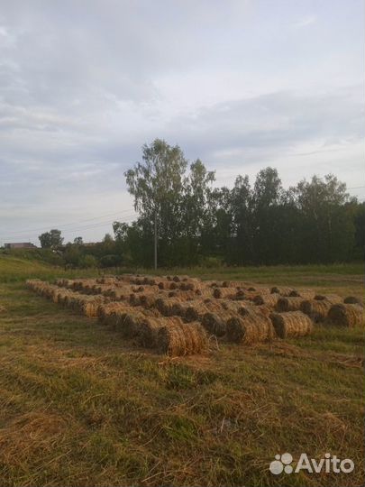 Продам сено в рулонах 25-35 кг длинна70 диаметр60