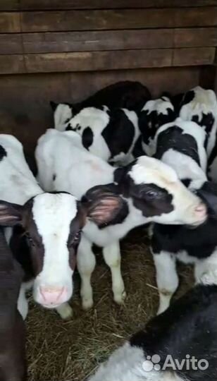 Бычки телята