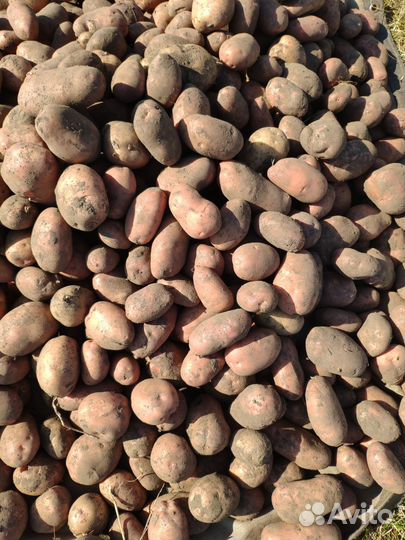 Картофель домашний вкусный