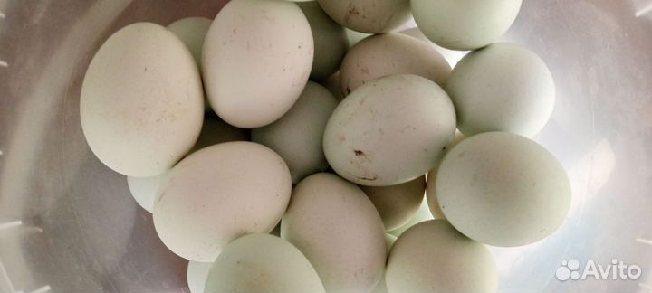 Инкубационное яйцо голубое ухейилюи и амераукана