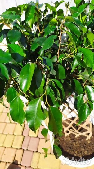 Фикус Бенджамина решетка