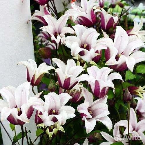 Саженцы клематиса шин шогу