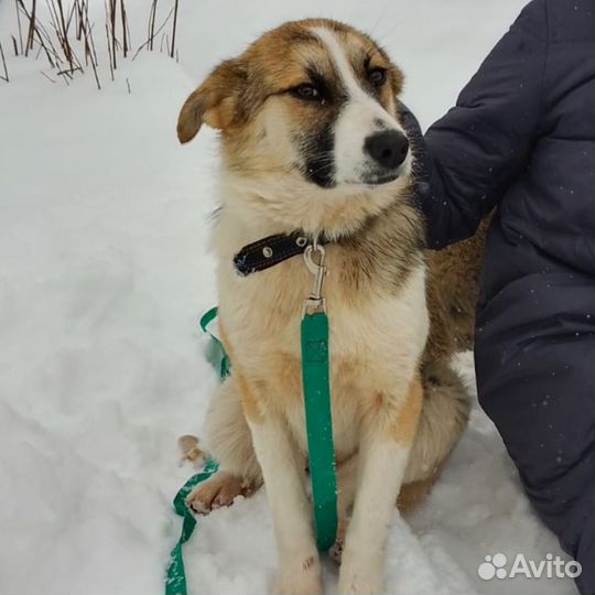 Собака