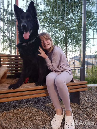 Передержка животных