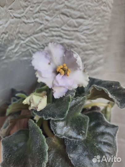 Сортовая взрослая Фиалка расцветает