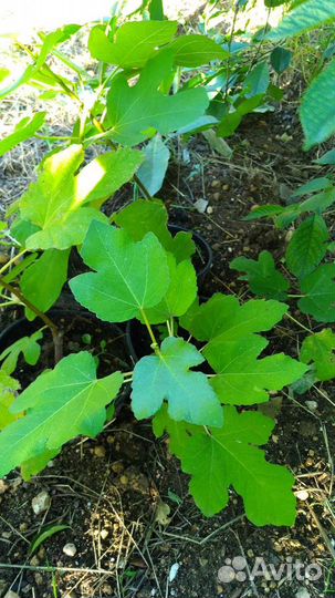 Саженцы инжира