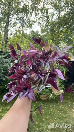 Традесканция разная