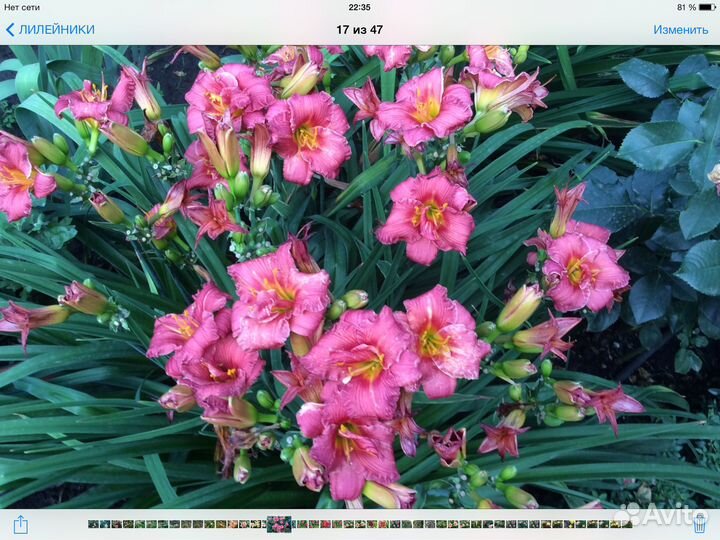 Многолетники