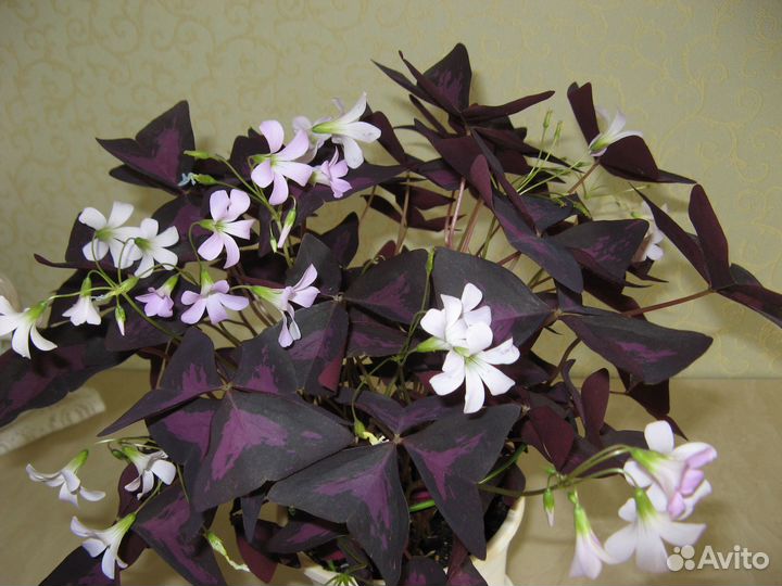 Отросток-розетка домашнего цветка кислица/оксалис