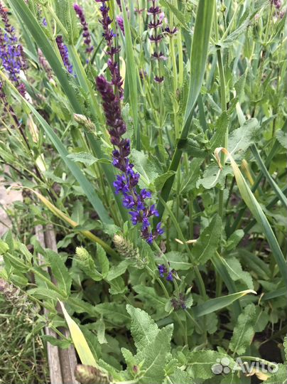 Многолетники садовые