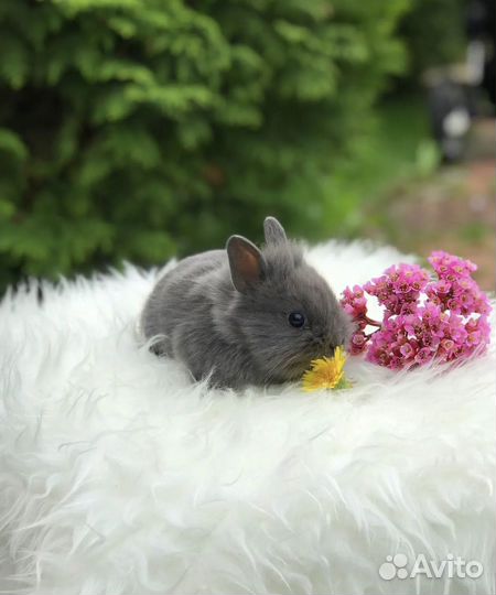 Мини карликовый кролик