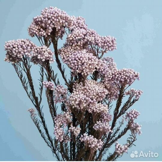 Цветы для творчества. Стабилизированные цветы