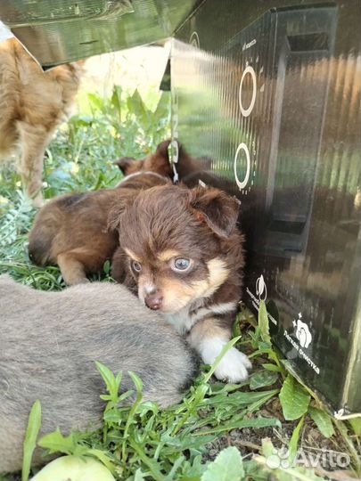 Щенки чихуахуа