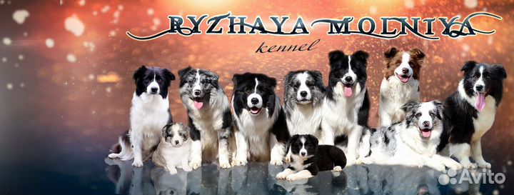 Бордер колли