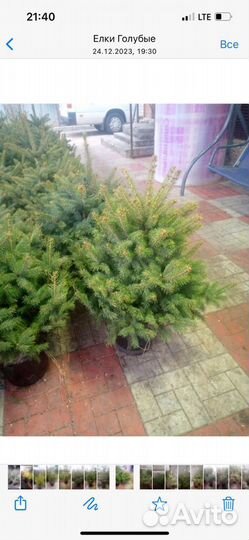 Ель голубая сорт: Эрих Фрам.Ель зелёная