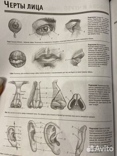 Анатомия для художников
