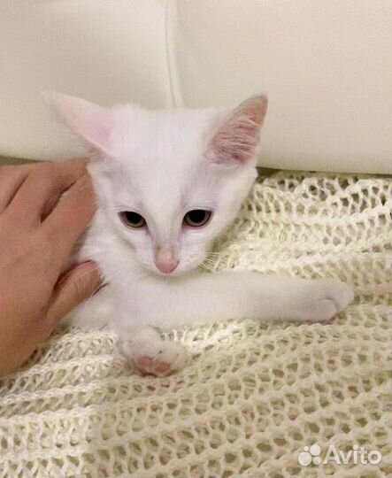 Котенок. Девочка по имени Невеста