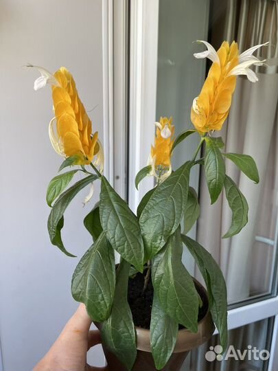 Комнатные цветы