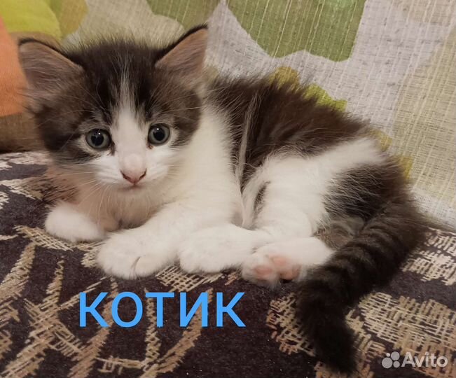 Отдам котят