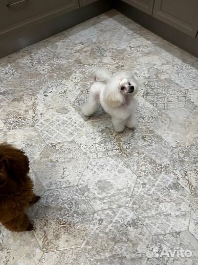 Килограмм счастья