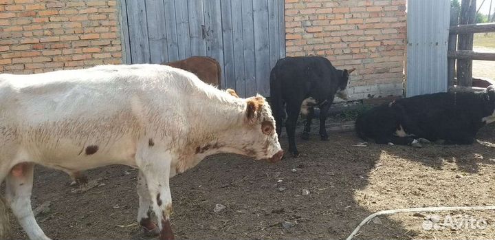 Бычки мясного направления