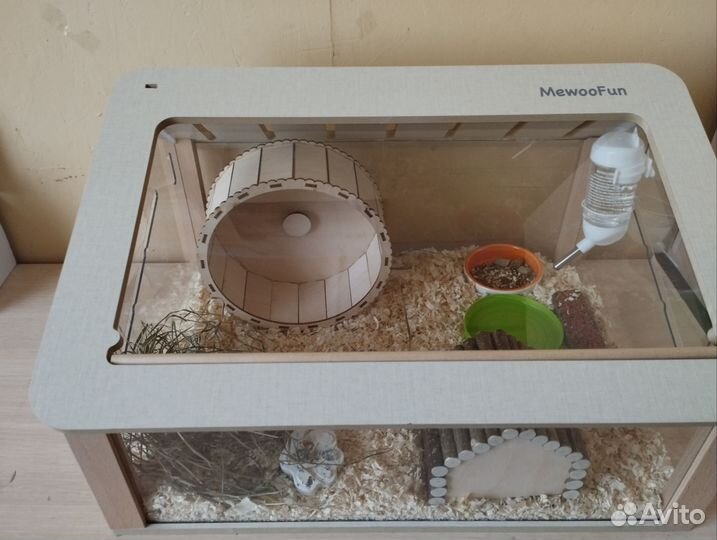 Хомяк джунгарский