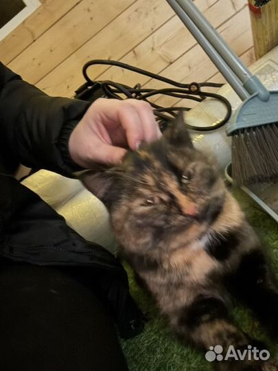 Кошечка в добрые руки
